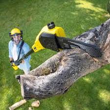 Professional Tree Care in New Ellenton, SC
